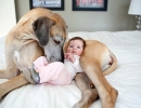 Dog babysitting | 10 Beautiful Baby - Dog Friendships - Tinyme Blog