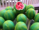 Fruity watermelon! | 10 Creative Cake Pops - Tinyme Blog
