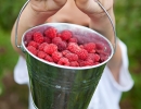 Pick some yummy berries | 10 Fun Things To Do With Your Dad - Tinyme Blog