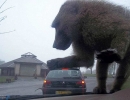 Amusing King Kong | 10 Perfectly Timed Photos Part 2 - Tinyme Blog