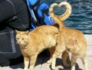 TAIL me what LOVE is... | 10 Perfectly Timed Photos - Tinyme Blog