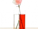 Amazing color changing carnations | 10 Super Cool Science Experiments - Tinyme Blog