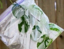 Leaf science for kids | 10 Super Cool Science Experiments - Tinyme Blog
