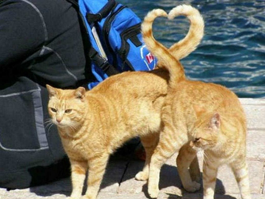 TAIL me what LOVE is... | 10 Perfectly Timed Photos - Tinyme Blog